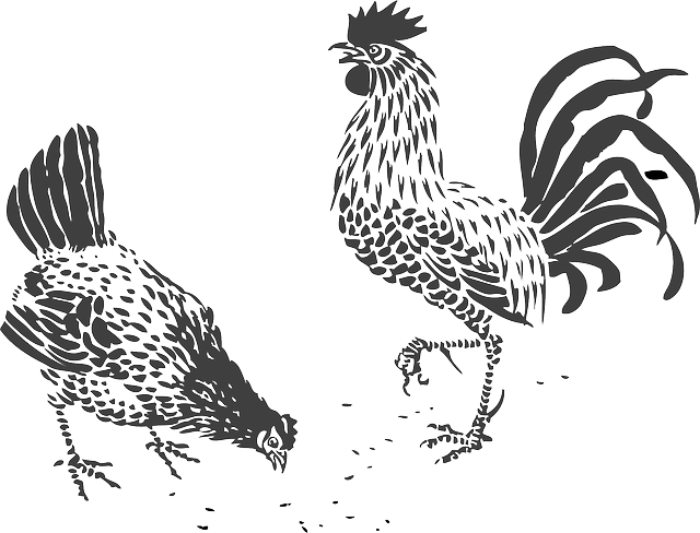 chickens-308459_640